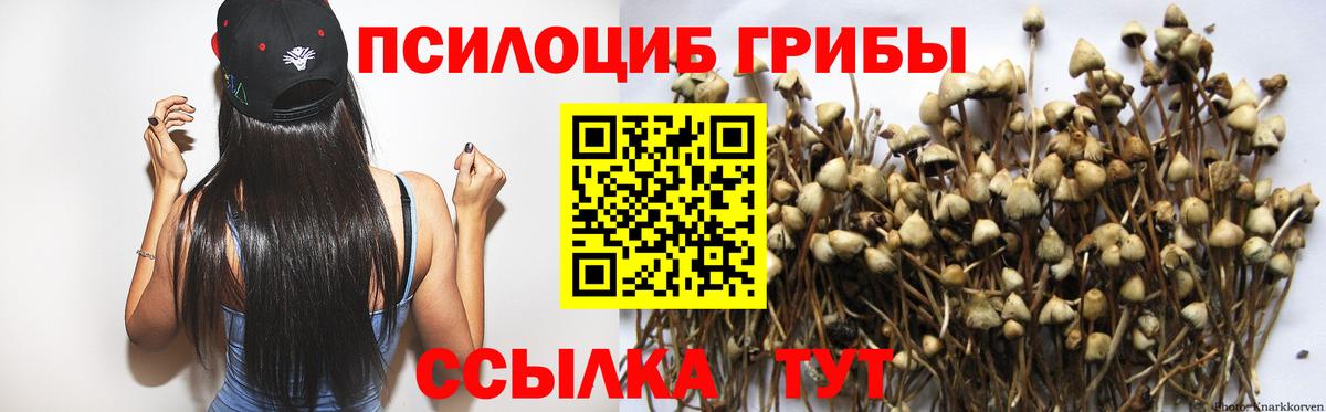 Чернушка  Псилоцибиновые грибы Psilocybe  Вход с VPN 